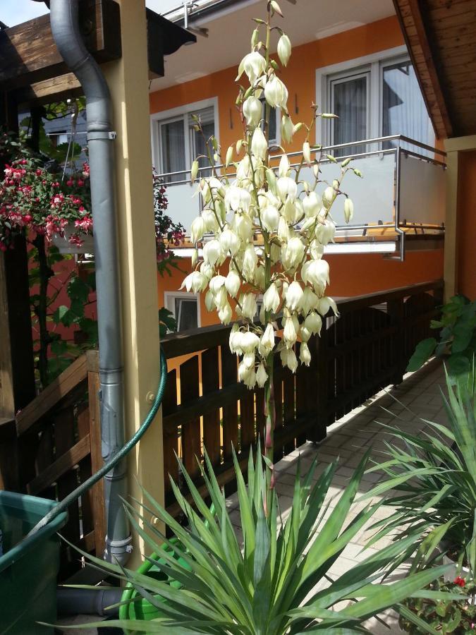 Weinstube Pension Moselbluemchen Zeltingen-Rachtig Extérieur photo
